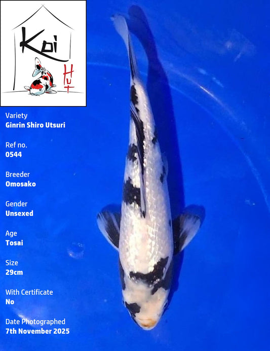 0544 - Ginrin Shiro Utsuri [Omosako]