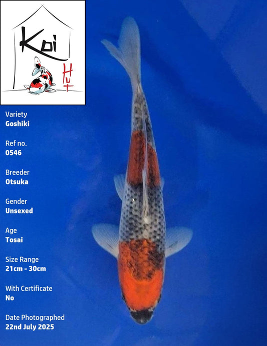 0546 - Goshiki [Otsuka]