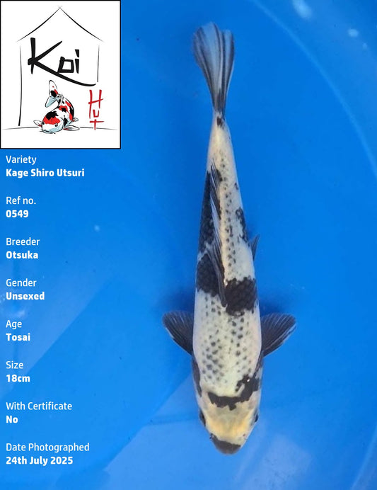 0549 - Kage Shiro Utsuri [Otsuka]