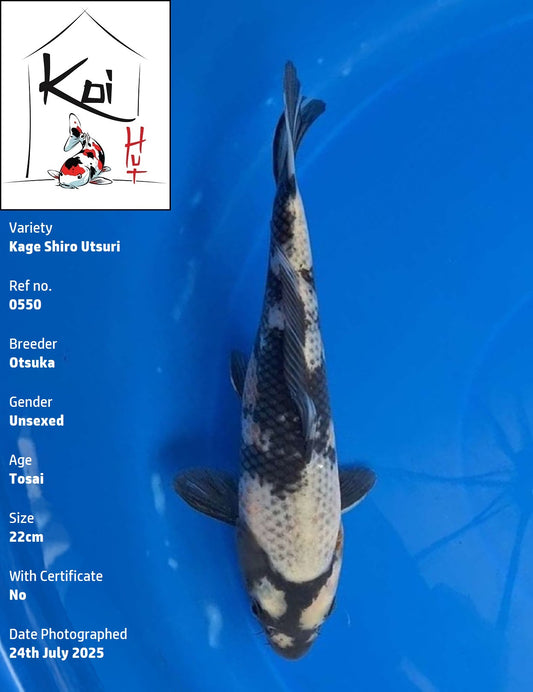 0550 - Kage Shiro Utsuri [Otsuka]