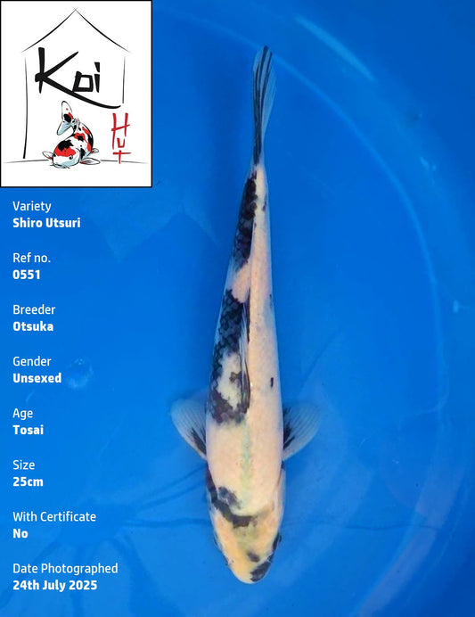 0551 - Shiro Utsuri [Otsuka]