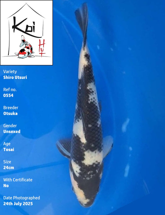 0554 - Shiro Utsuri [Otsuka]