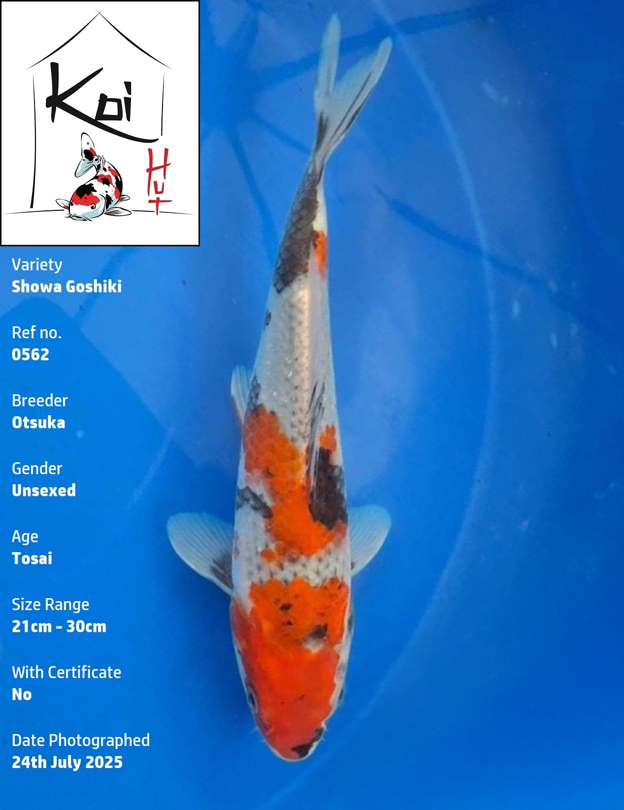 0562 - Showa Goshiki [Otsuka]