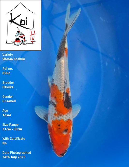 0562 - Showa Goshiki [Otsuka]