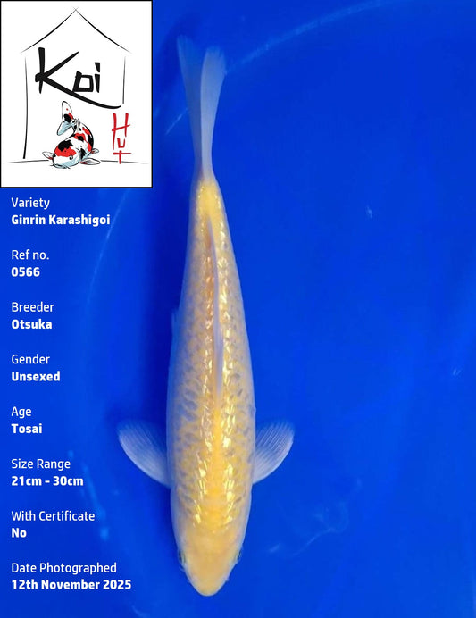 0566 - Ginrin Karashigoi [Otsuka]