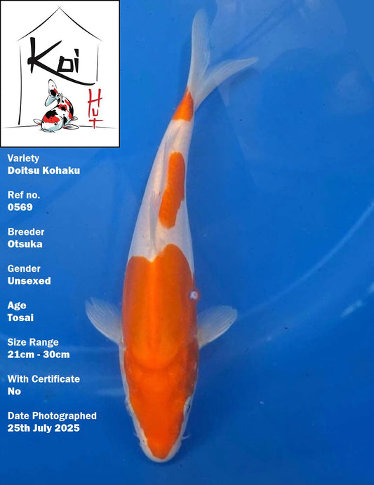 0569 - Doitsu Kohaku [Otsuka]
