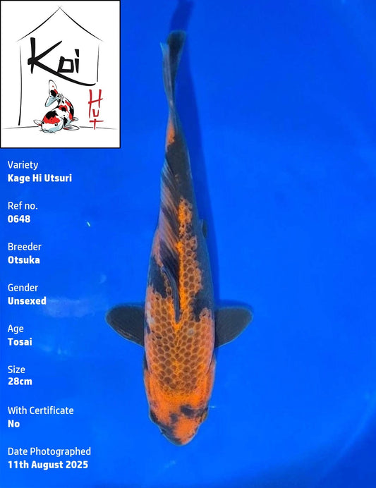 0648 - Kage Hi Utsuri [Otsuka]