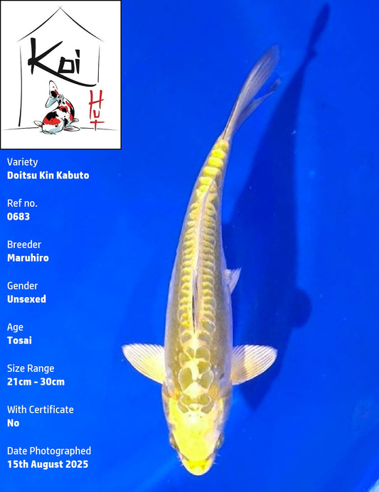 0683 - Doitsu Kin Kabuto [Maruhiro]