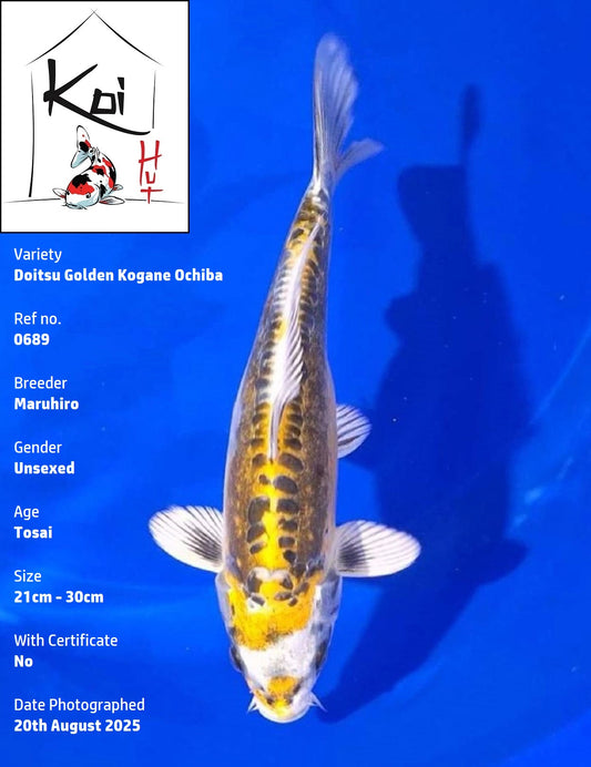 0689 - Doitsu Golden Kogane Ochiba [Maruhiro]