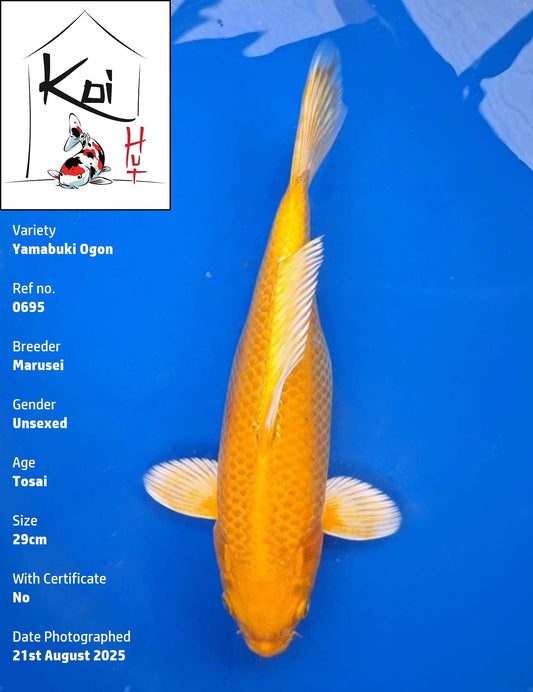 0695 - Yamabuki Ogon [Marusei]