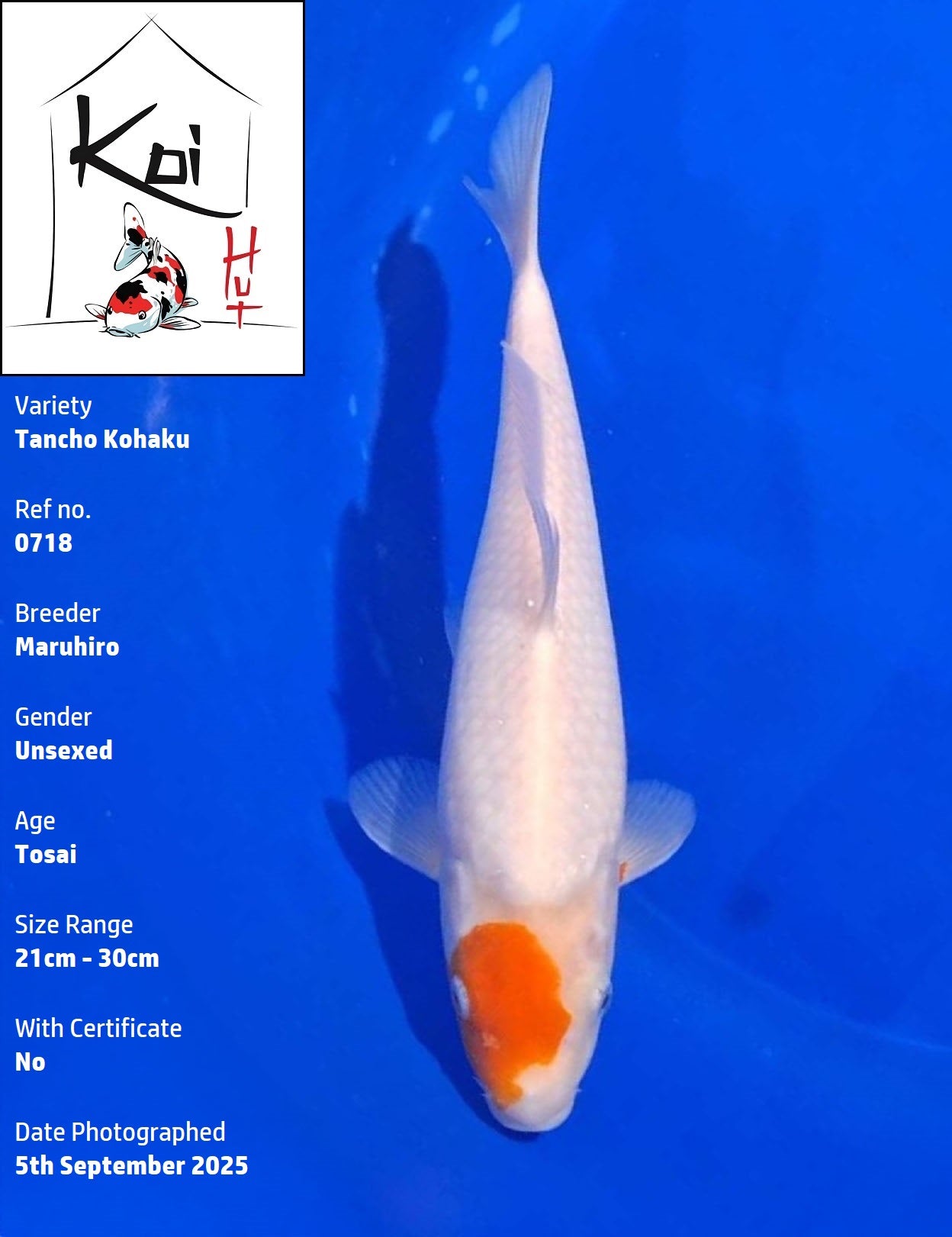0718 - Tancho Kohaku [Maruhiro]