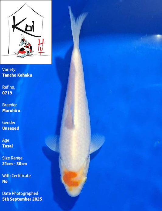0719 - Tancho Kohaku [Maruhiro]
