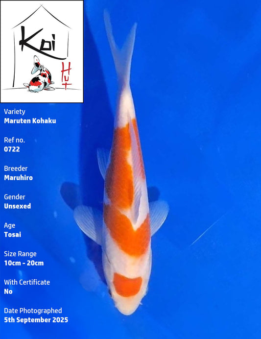 0722 - Maruten Kohaku [Maruhiro]