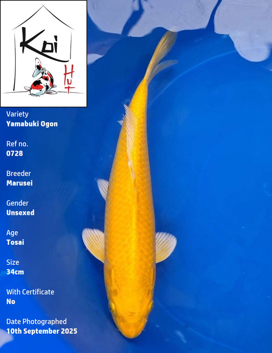 0728 - Yamabuki Ogon [Marusei]