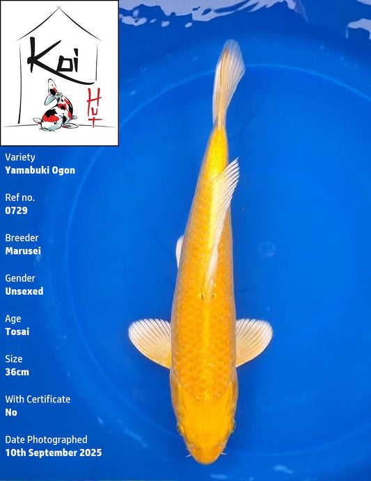 0729 - Yamabuki Ogon [Marusei]