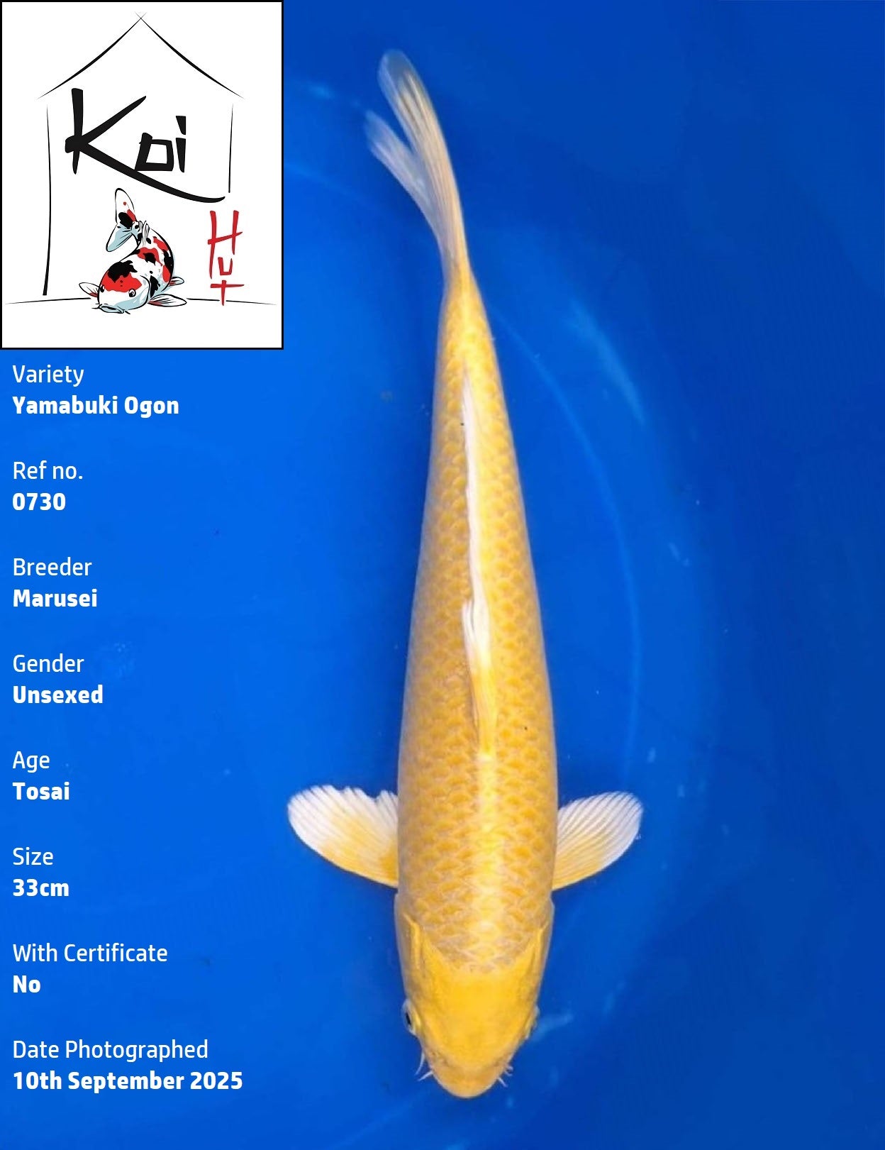 0730 - Yamabuki Ogon [Marusei]