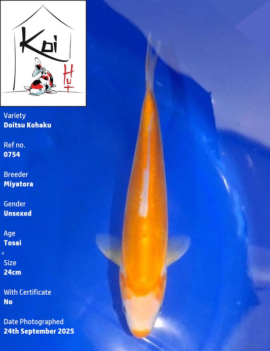 0754 - Doitsu Kohaku [Miyatora]