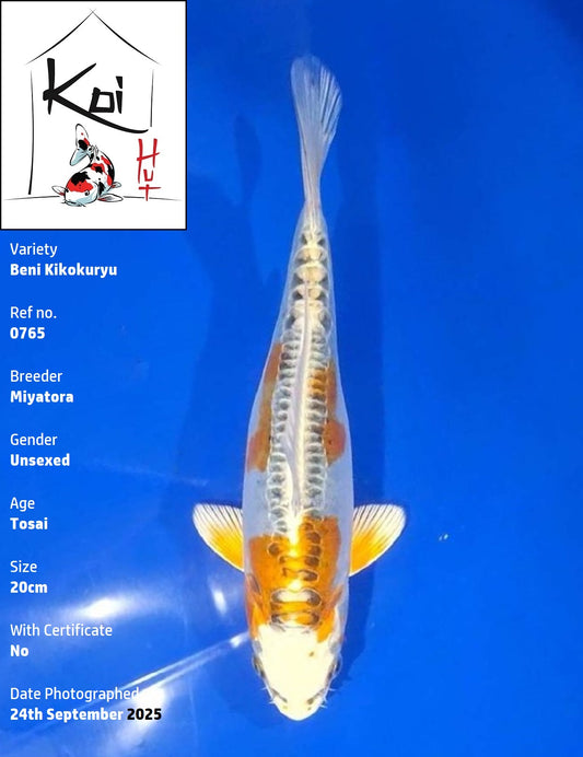 0765 - Beni Kikokuryu [Miyatora]