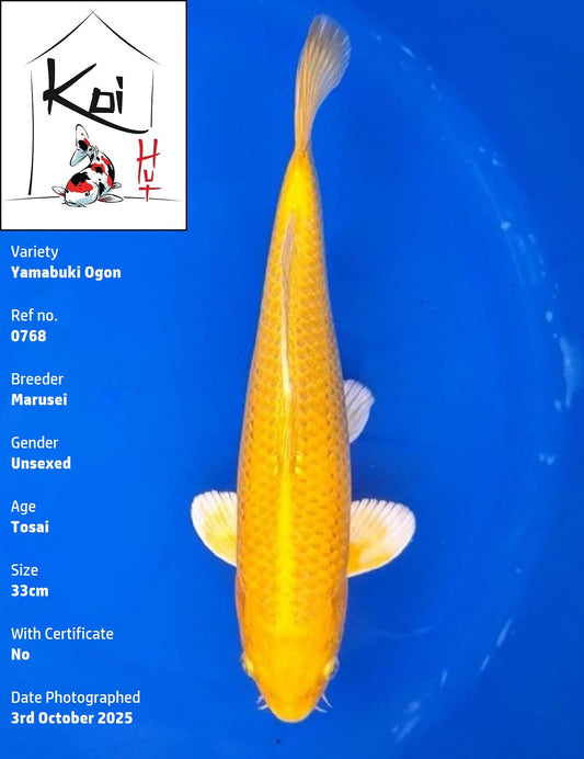 0768 - Yamabuki Ogon [Marusei]