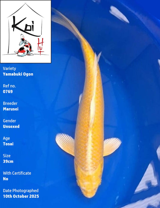 0769 - Yamabuki Ogon [Marusei]