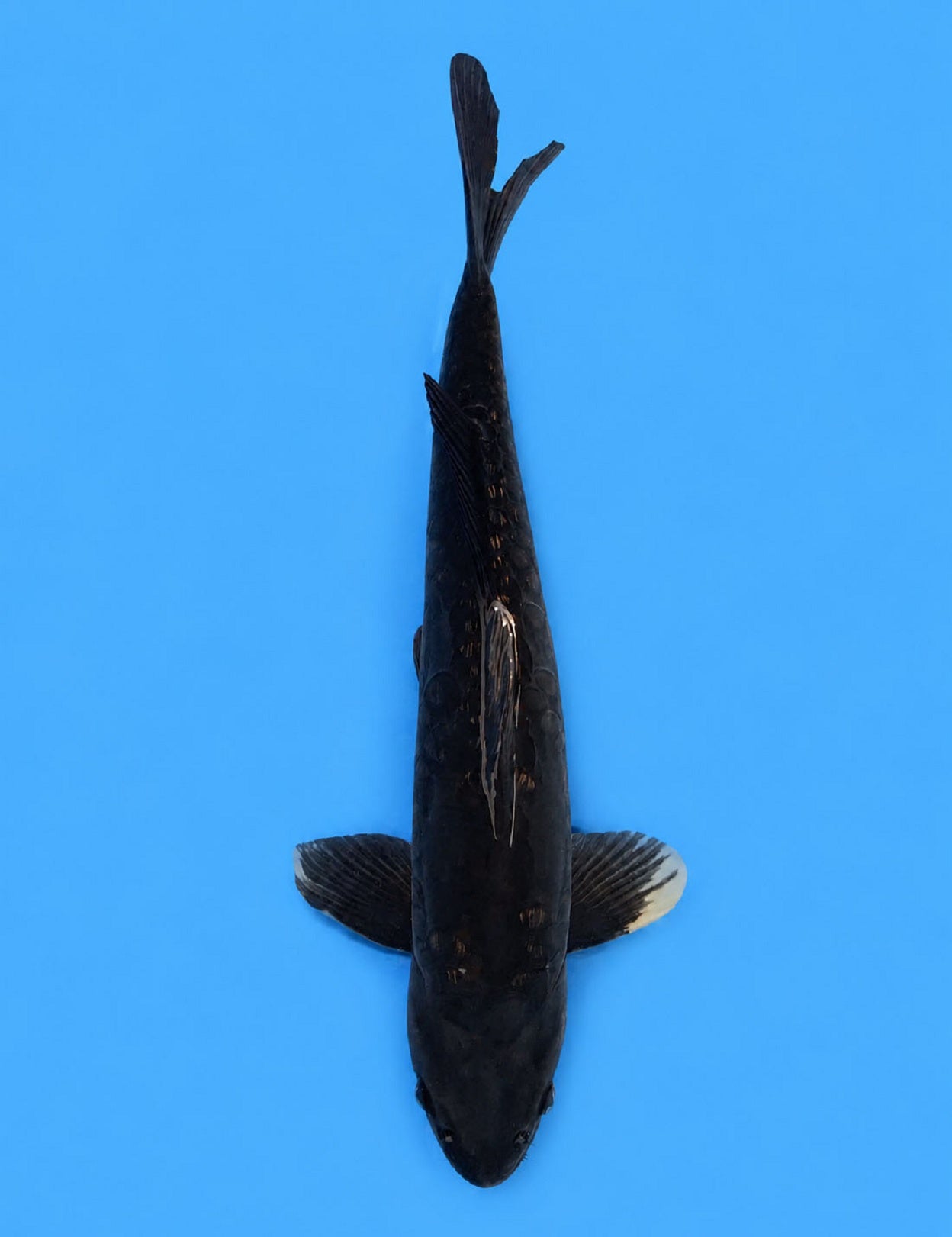 0770 - Aragoke Karasugoi "Black Dragon" [Takatatsu]