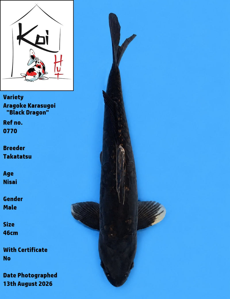0770 - Aragoke Karasugoi "Black Dragon" [Takatatsu]