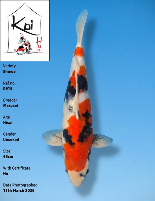 0915 - Showa [Marusei]