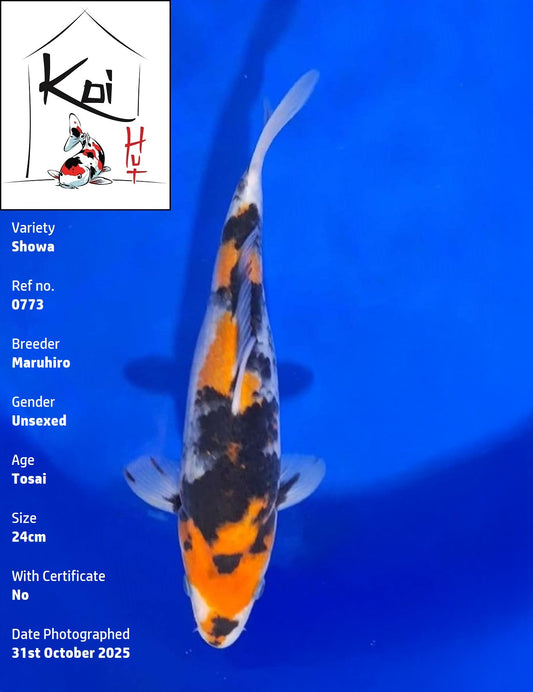 0773 - Showa [Maruhiro]