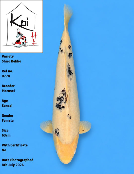 0774 - Shiro Bekko [Marusei]