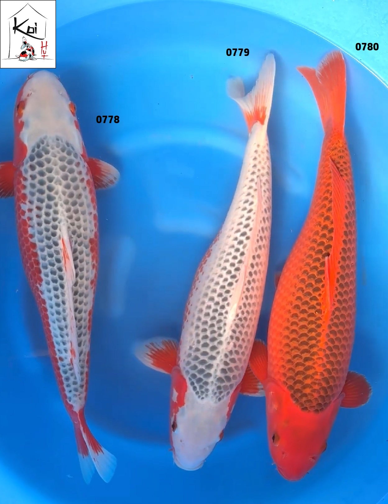 0779 - Asagi [Marusei]