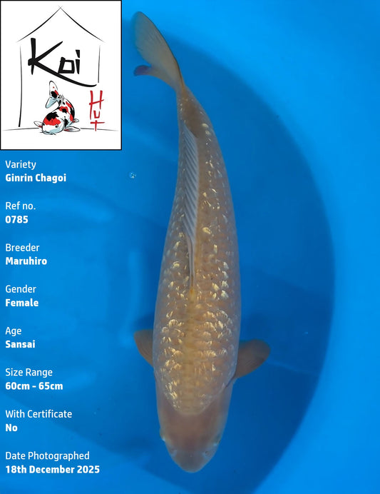 0785 - Ginrin Chagoi [Maruhiro]