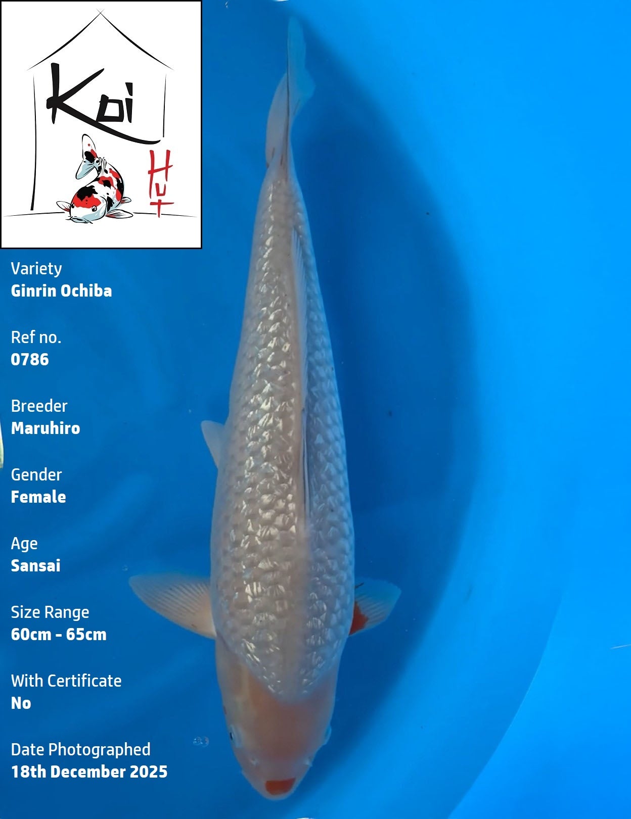 0786 - Ginrin Ochiba [Maruhiro]