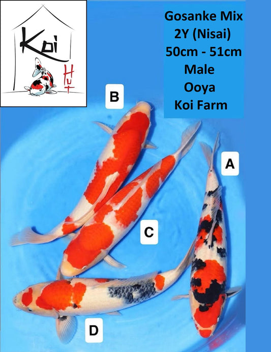 0787 - Gosanke Mix [Ooya]