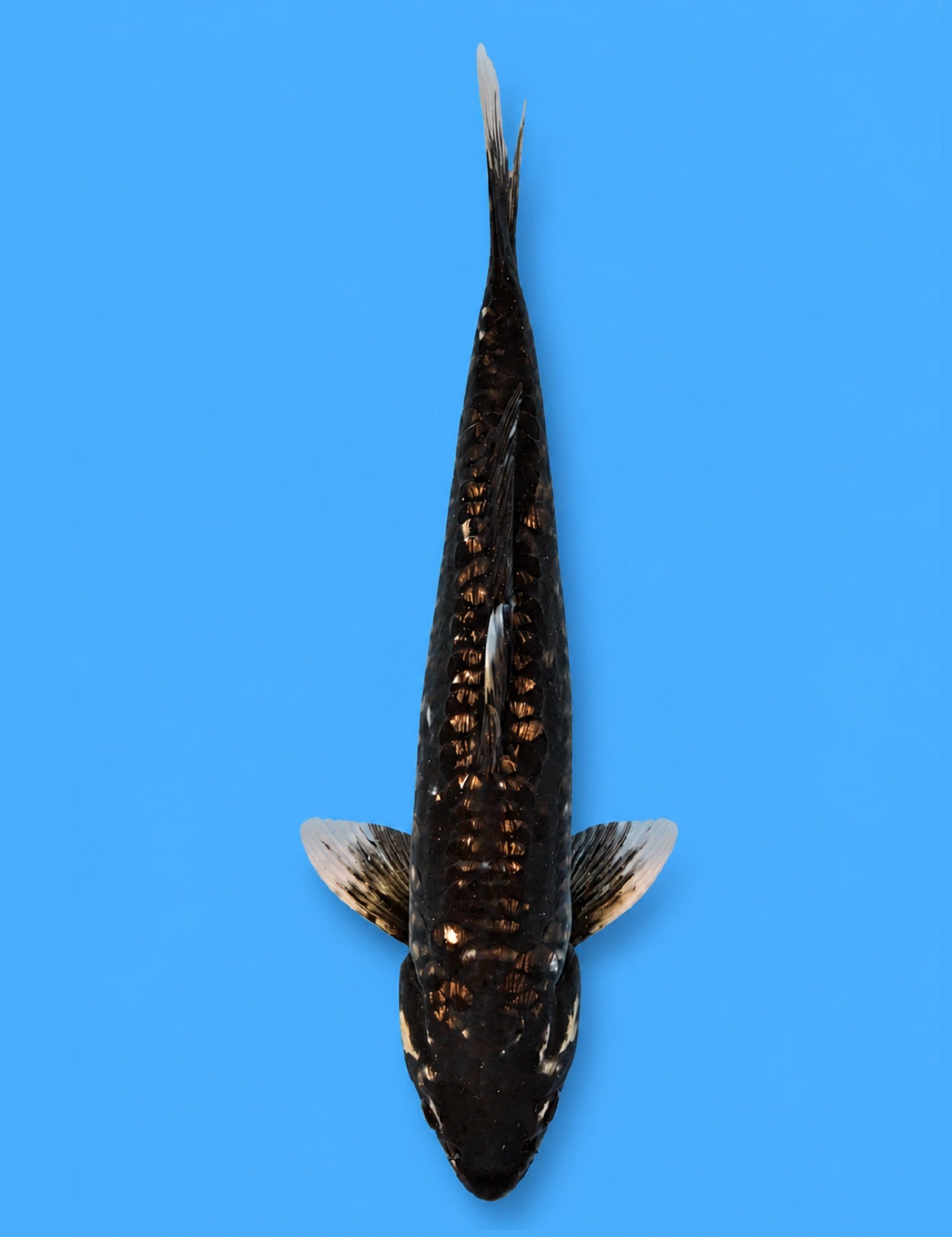 0800 - Ginrin Aragoke Karasugoi "Black Dragon" [Takatatsu]