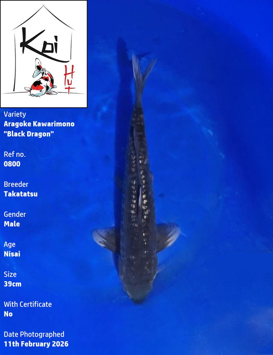 0800 - Doitsu Aragoke Kawarimono "Black Dragon" [Takatatsu]