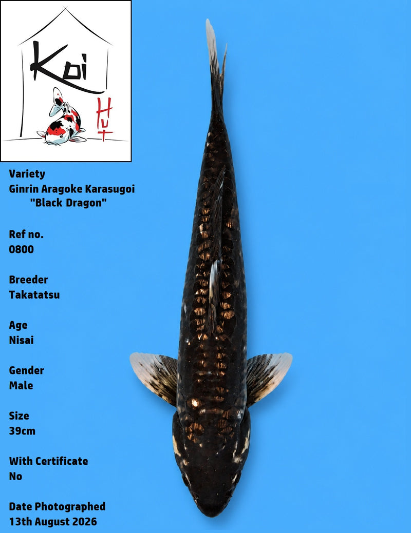 0800 - Ginrin Aragoke Karasugoi "Black Dragon" [Takatatsu]