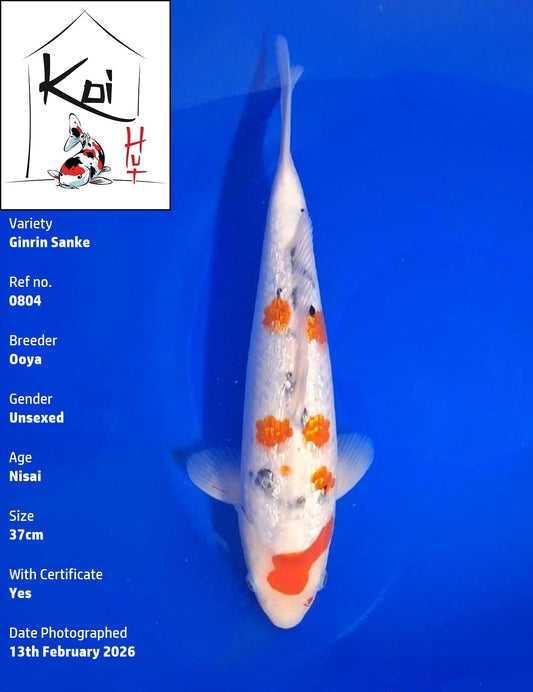 0804 - Ginrin Sanke [Ooya]