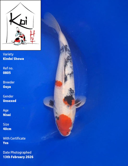 0805 - Kindai Showa [Ooya]