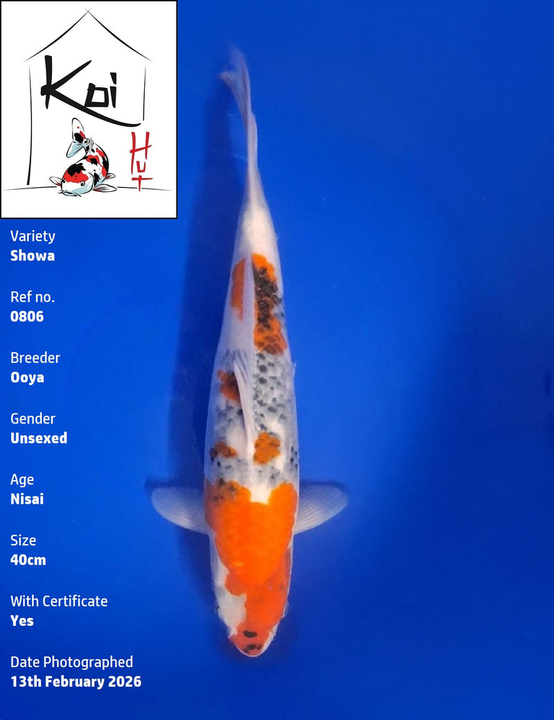 0806 - Showa [Ooya]