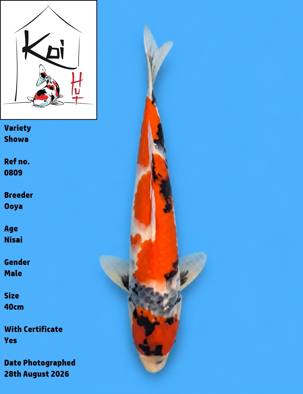 0809 - Showa [Ooya]