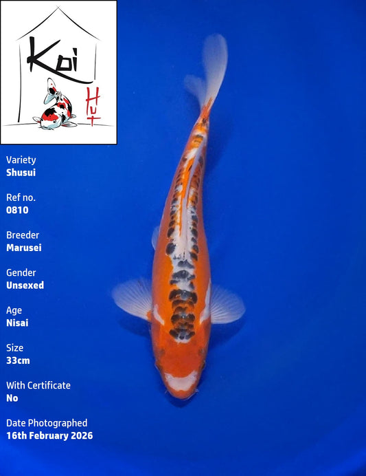 0810 - Shusui [Marusei]