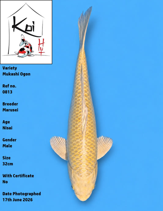 0813 - Mukashi Ogon [Marusei]