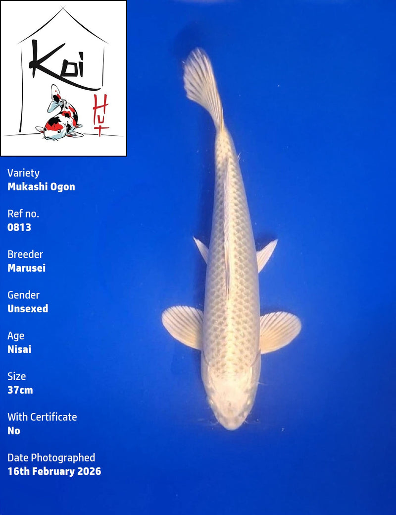 0813 - Mukashi Ogon [Marusei]