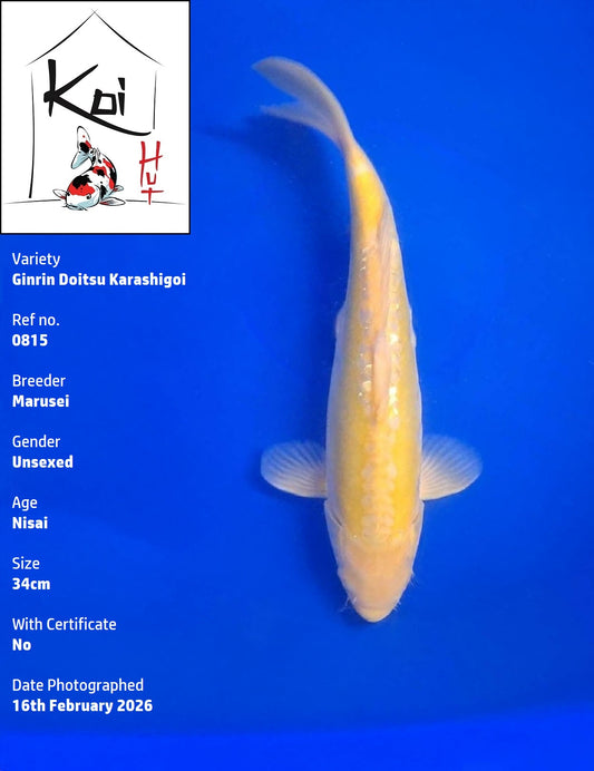 0815 - Ginrin Doitsu Karashigoi [Marusei]