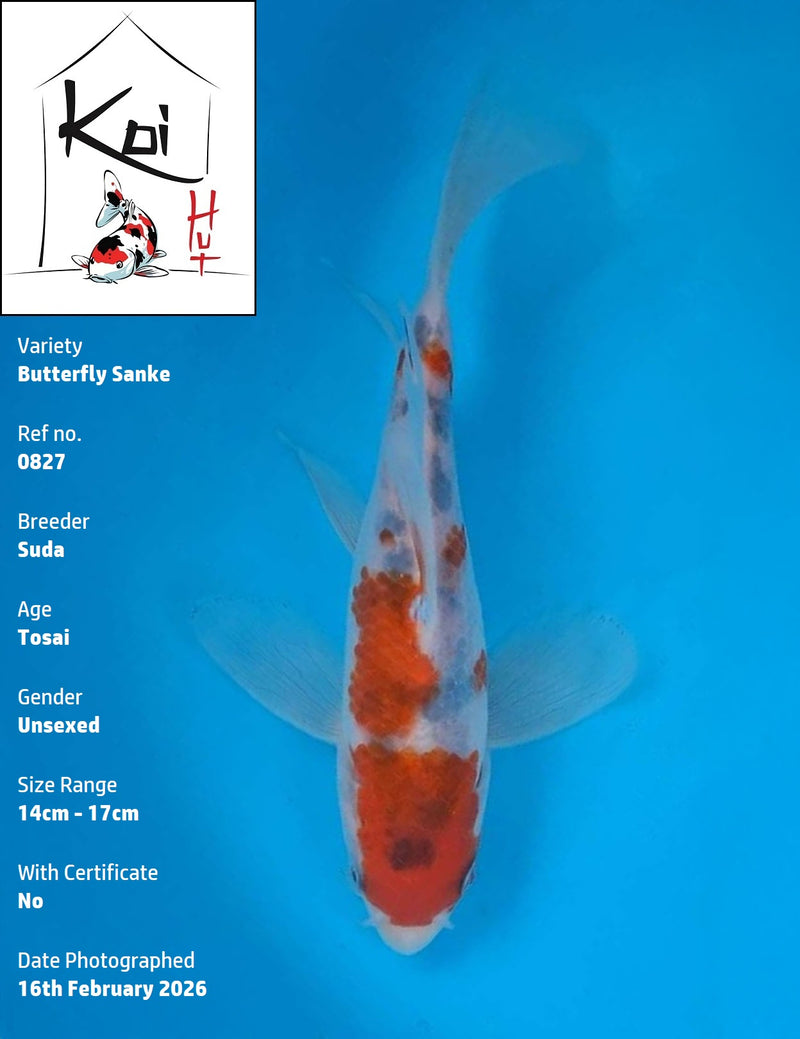 0827 - Butterfly Sanke [Suda]