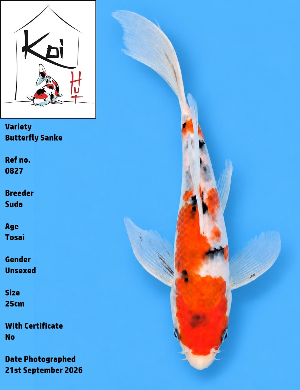 0827 - Butterfly Sanke [Suda]