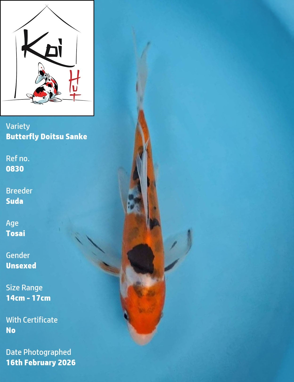 0830 - Butterfly Doitsu Sanke [Suda]