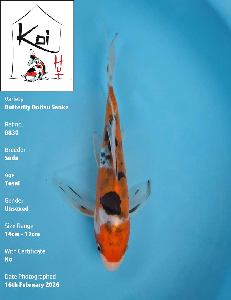 0830 - Butterfly Doitsu Sanke [Suda]