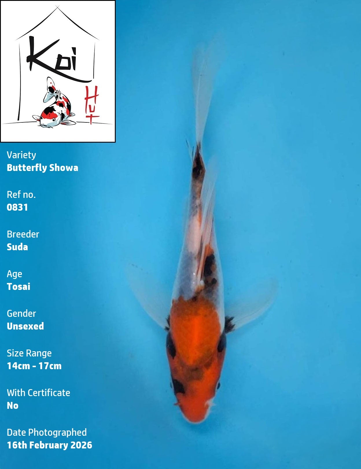 0831 - Butterfly Showa [Suda]
