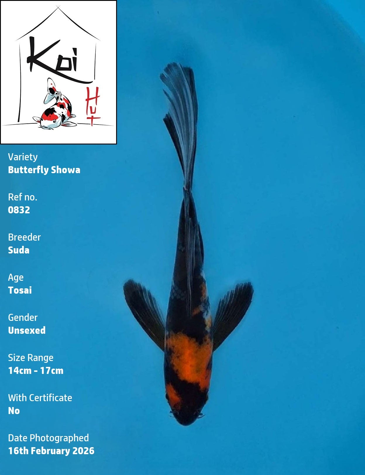 0832 - Butterfly Showa [Suda]
